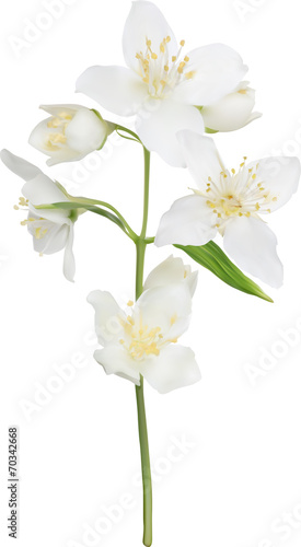 illustration with white isolated jasmin branch