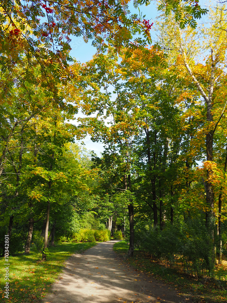 Naklejka premium park in autumn
