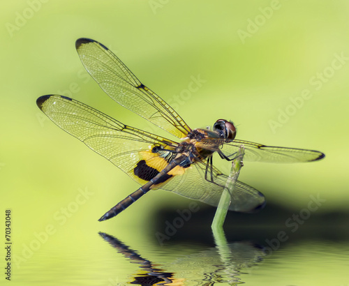 close-up dragonfly