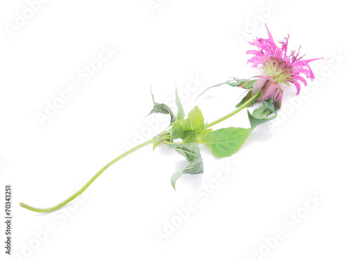 Bergamot flower on a white background photo