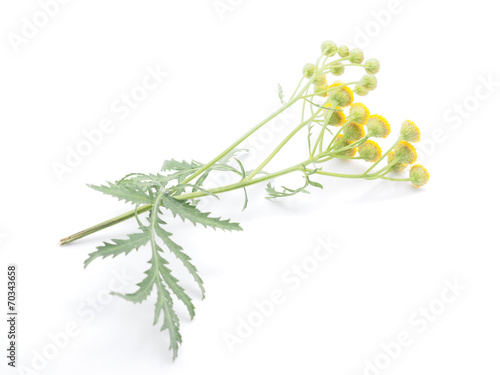 tansy flowers on a white background