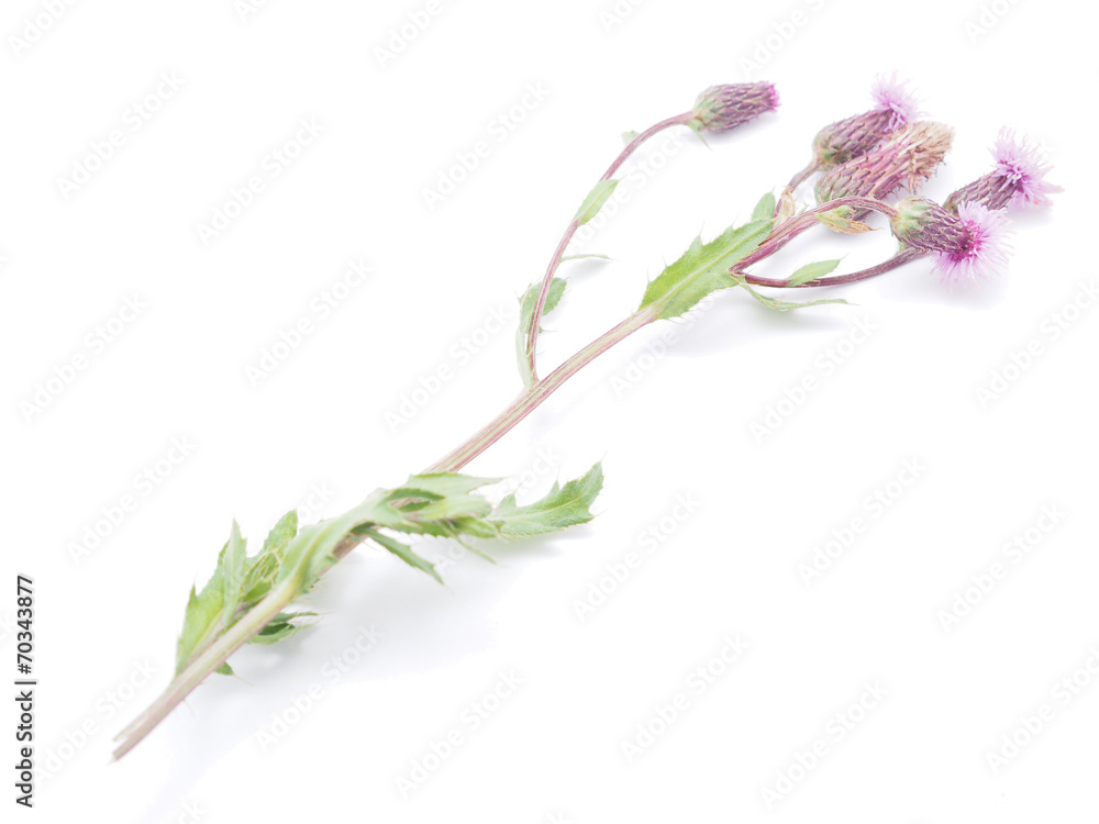 Fototapeta premium burdock flowers on a white background