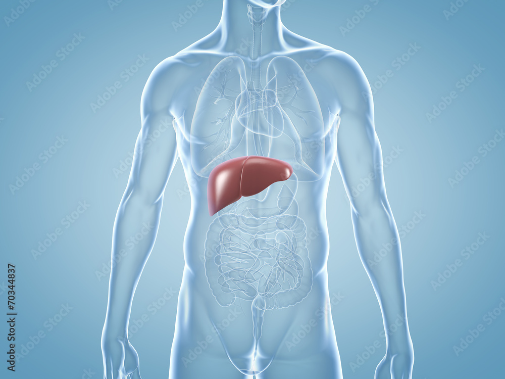 Leber: anatomische 3D-Illustration Leber: anatomische 3D-Illustration