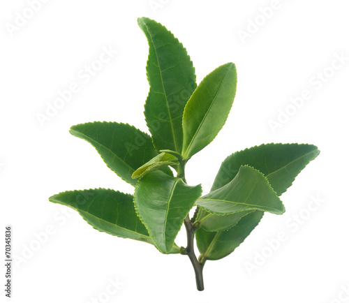 Tea branch photo