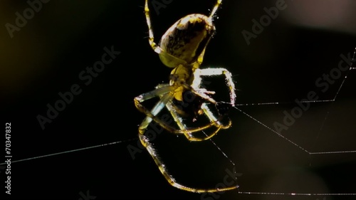 Spinne verspeist Beute im Netz photo