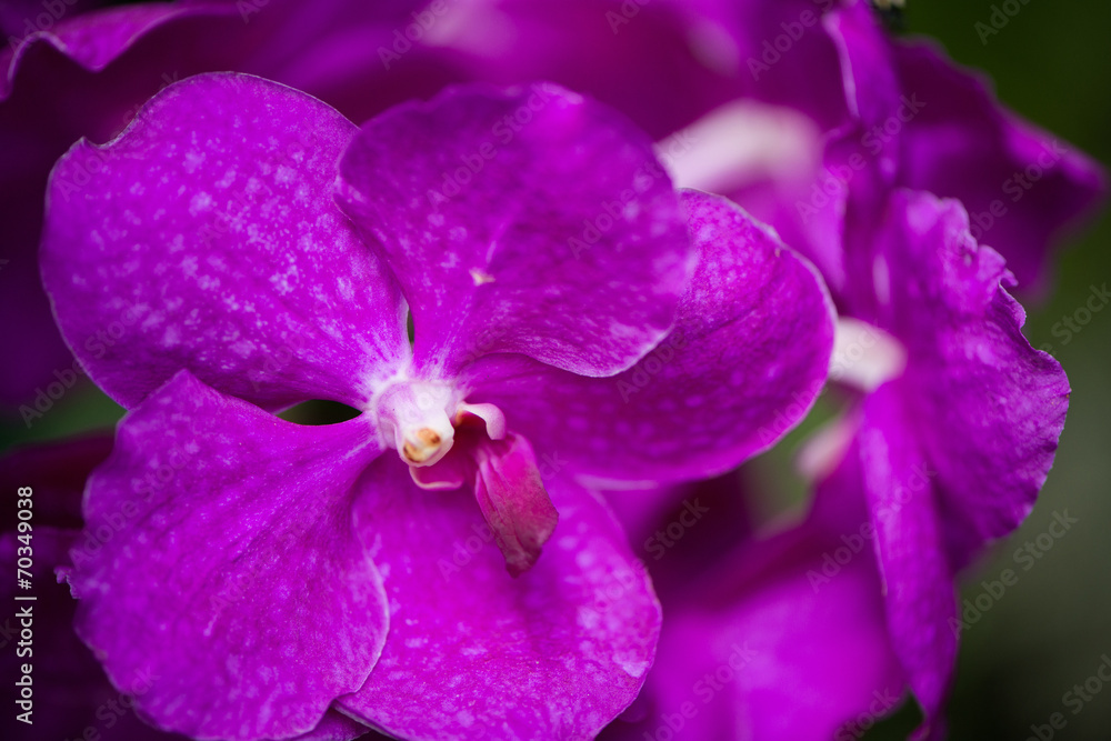 Colourful orchid flowers on bright summer day Colourful orchid flowers on bright summer day