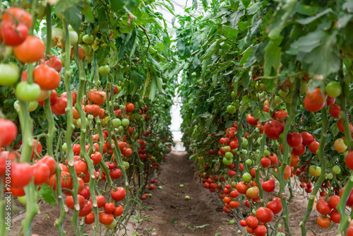 Tomatoes ripening in a greenhouse, Ukraine