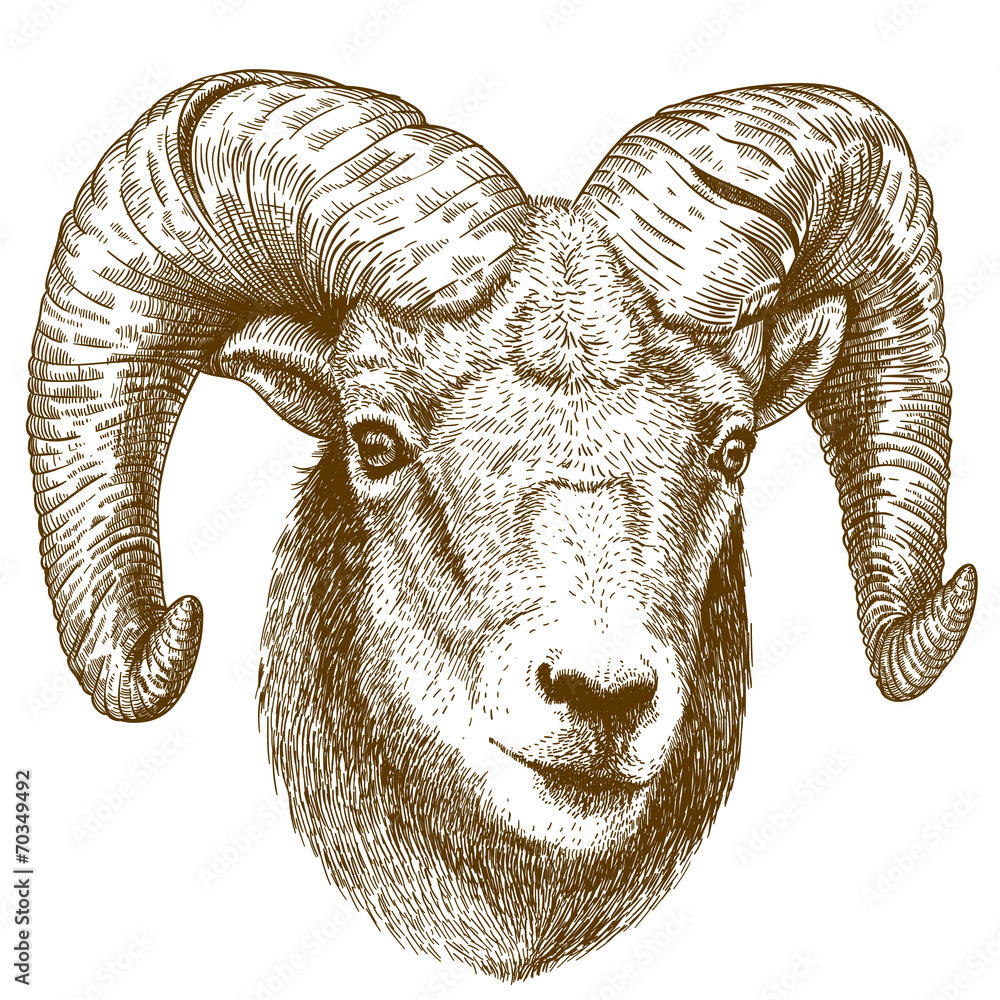 vector illustration of engraving ram head