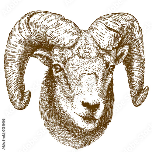 vector illustration of engraving ram head photo