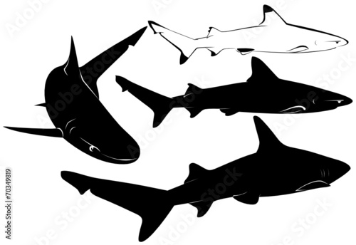 shark