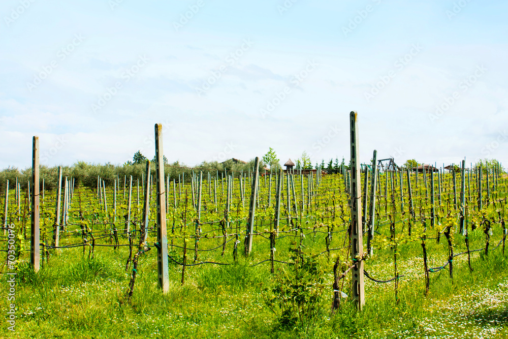 Vineyard in Italy.
