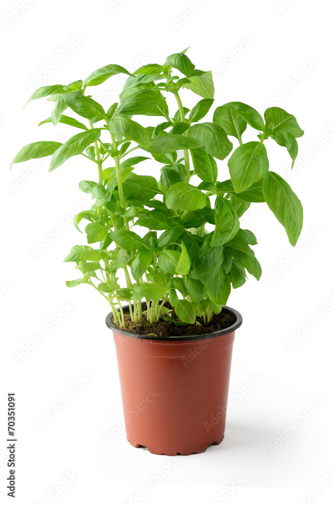 Fresh basil in flowerpot Fresh basil in flowerpot