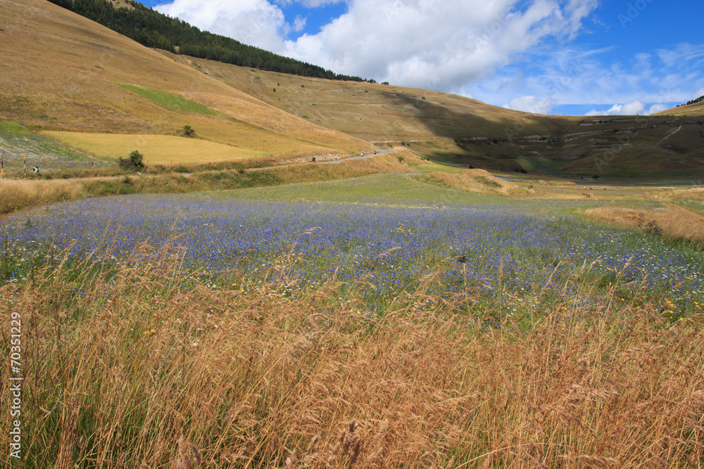 fioritura a Castelluccio di Norcia - Monti Sibillini fioritura a Castelluccio di Norcia - Monti Sibillini