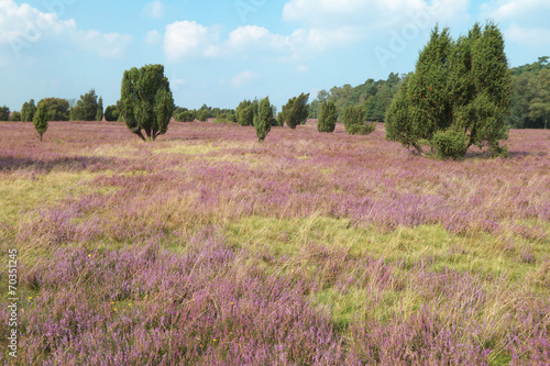 Blühende Heide photo