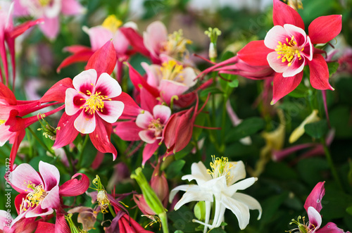 Fotografie, Tablou Columbine Flower