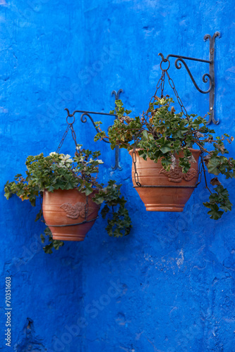 Flowers Against  a Blue Wall in Arequipa, Peru