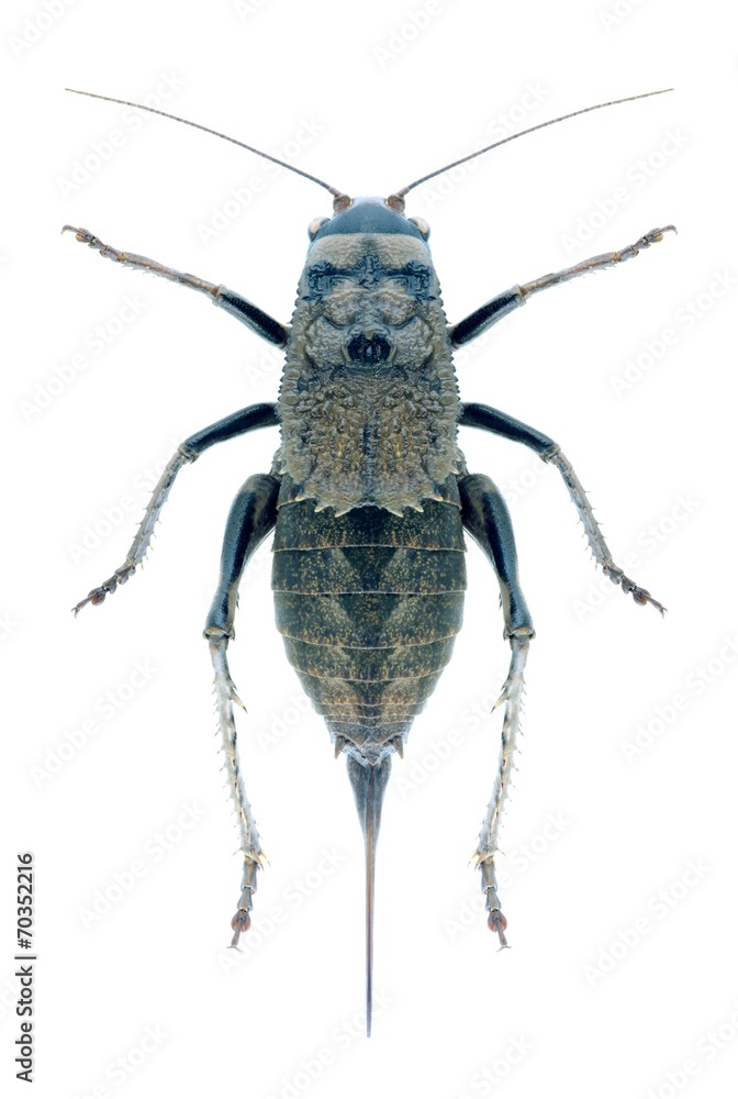 Grasshopper Onconotus servillei Grasshopper Onconotus servillei