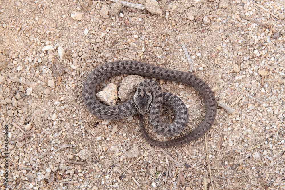 Naklejka premium Culebra lisa europea, Coronela europea. Coronella austriaca.