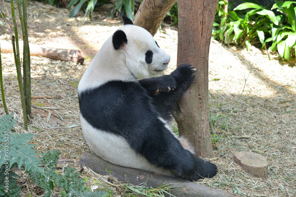 Fototapeta premium Panda in A Zoo Enclosure