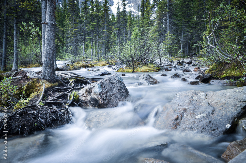 Water cascading through forest into Moraine Lake, Banff, Canada Water cascading through forest into Moraine Lake, Banff, Canada