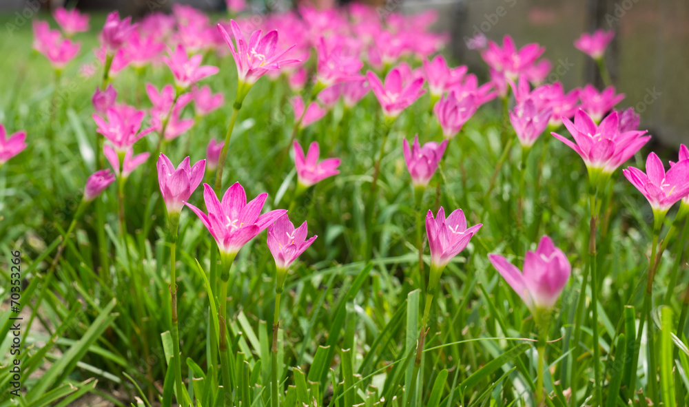 pink flower