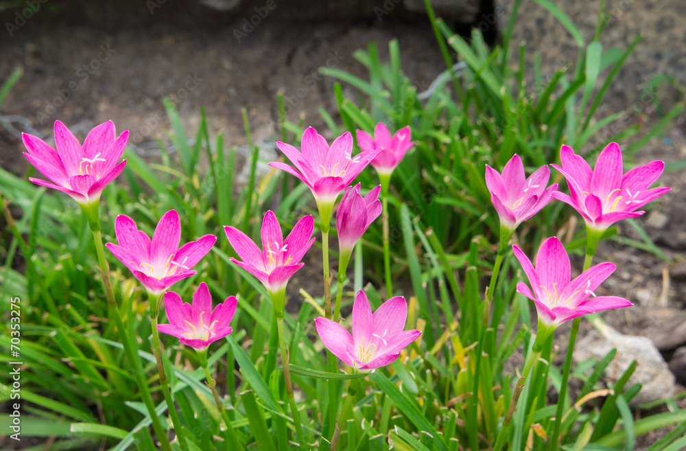 pink flower or zephyranthes in botanic name pink flower or zephyranthes in botanic name