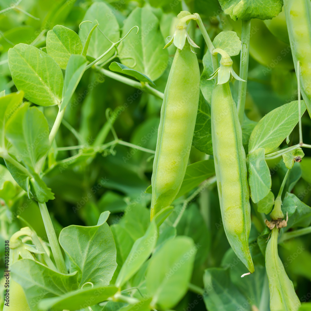 closeup of fresh ripe peas growing on the farm closeup of fresh ripe peas growing on the farm