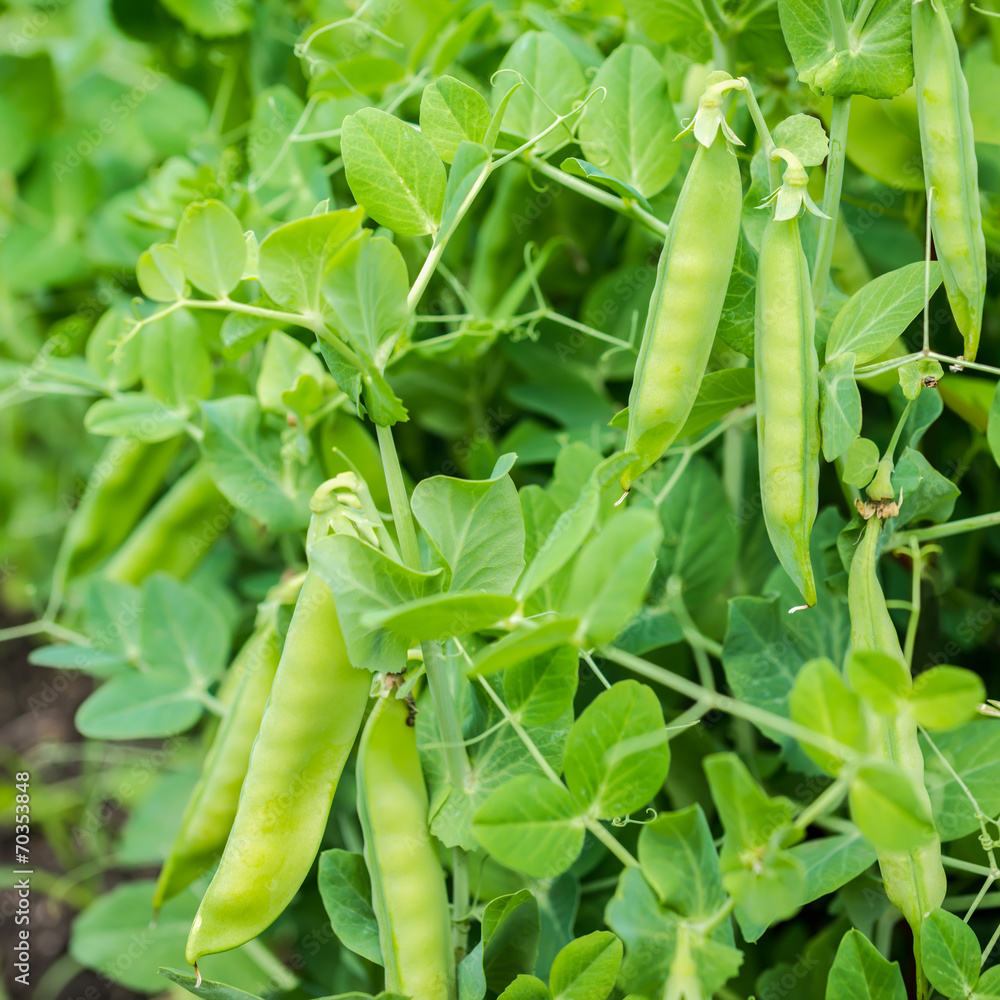 fresh ripe peas growing on the farm, closeup fresh ripe peas growing on the farm, closeup