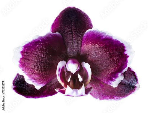 Fototapeta Naklejka Na Ścianę i Meble -  closeup of head dark cherry with white rim orchid phalaenopsis i