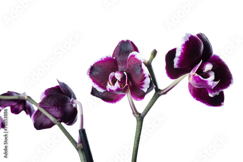 dark cherry with white rim orchid phalaenopsis is isolated on wh