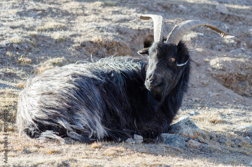 Old grey-haired Tibetan goat is sitting on a mountain slope Old grey-haired Tibetan goat is sitting on a mountain slope