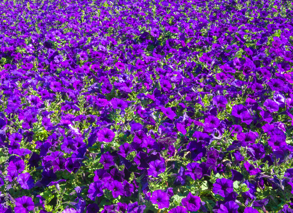 Naklejka premium Petunia,Violet petunia,Pink and white petunia