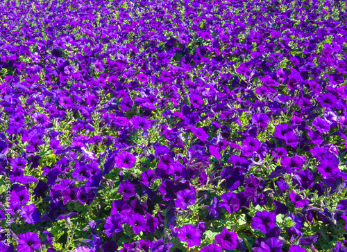 Petunia Violet petunia Pink and white petunia