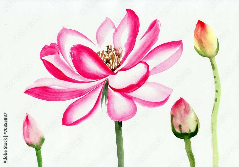 Lotus flower watercolor painting Lotus flower watercolor painting