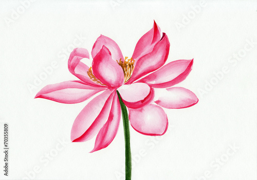 Lotus flower watercolor painting