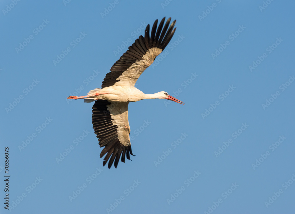 Obraz premium Flying Stork