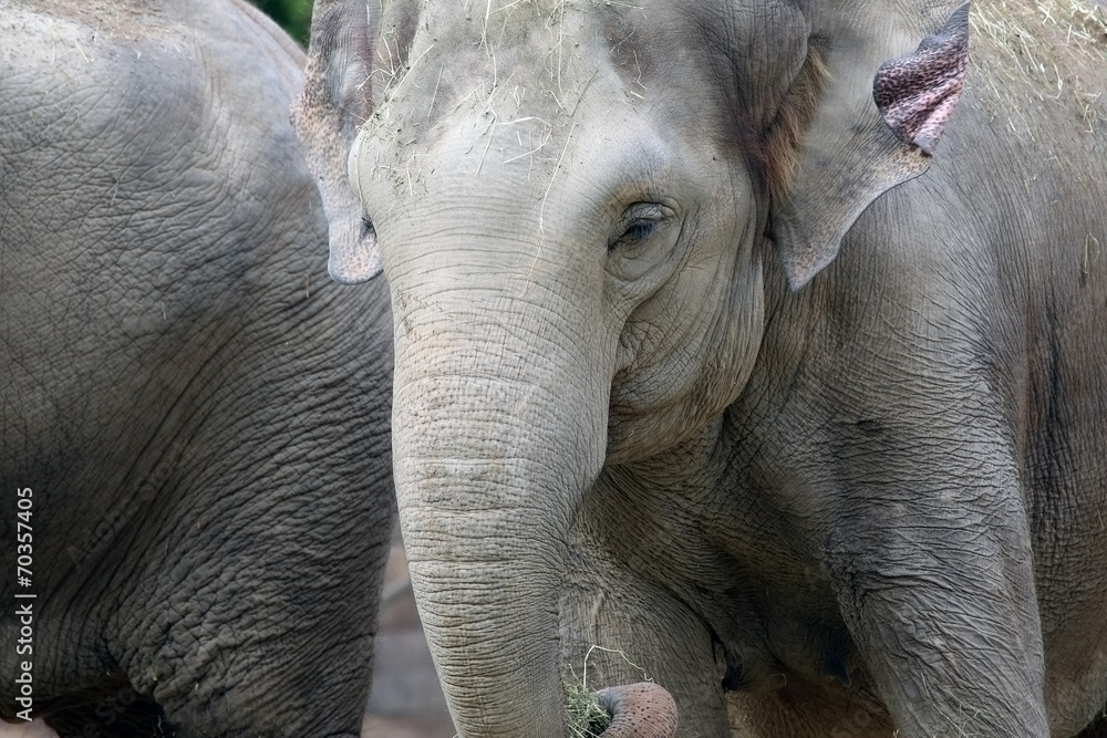 Fototapeta premium Close-up portrait of young elephant