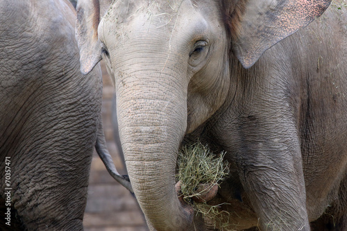 Close-Up portrait of young African Elephant holding grass © KerstinKuehne