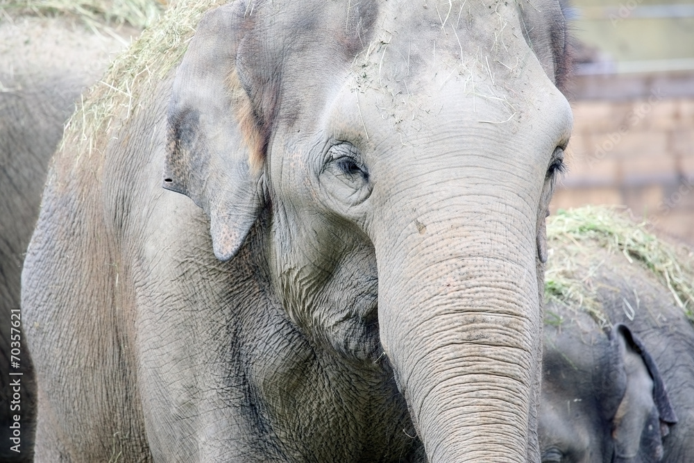 Fototapeta premium Słoń afrykański