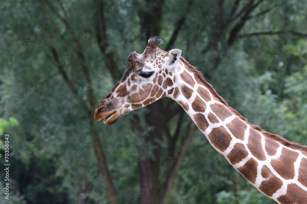 Giraffe walking around