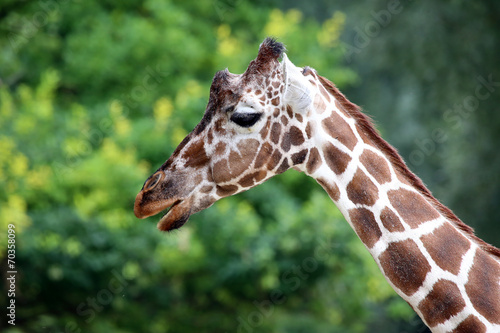 Giraffe © KerstinKuehne