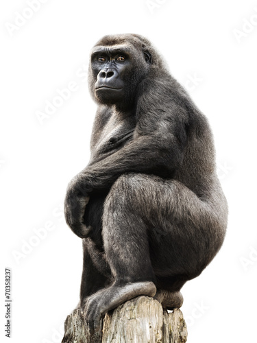 Gorilla auf Ausguck, Freisteller © Smileus