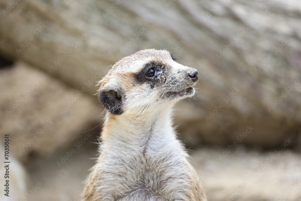 Fototapeta premium Close-Up of Meerkat infront of tree