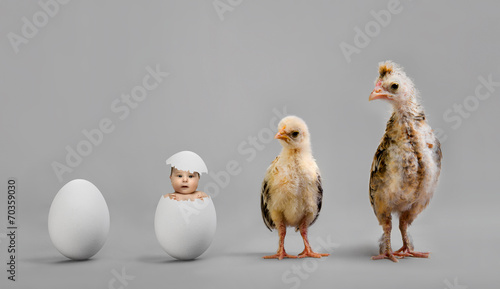 chick and egg photo