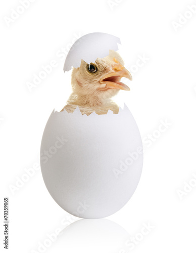 egg photo
