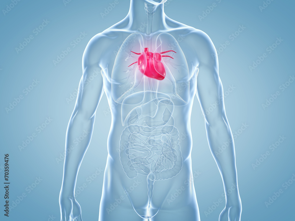 Herz, Schmerzen, Herzkrankheiten: anatomische 3D-Illustration - obrazy, fototapety, plakaty 