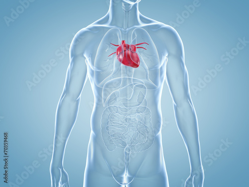 Herz, Kardiologie: anatomische 3D-Illustration