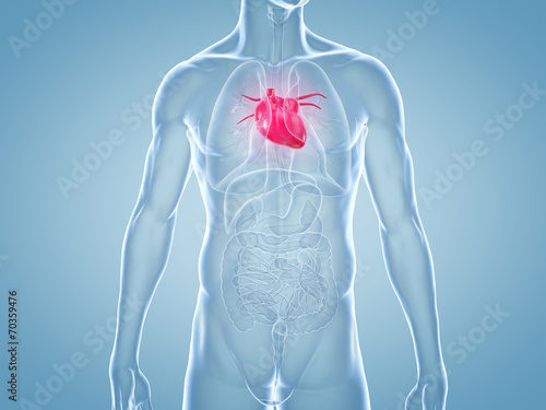 Herz, Schmerzen, Herzkrankheiten: anatomische 3D-Illustration