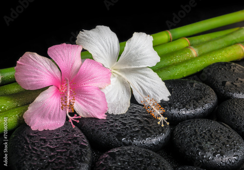 spa concept of zen basalt stones  white and pink hibiscus flower