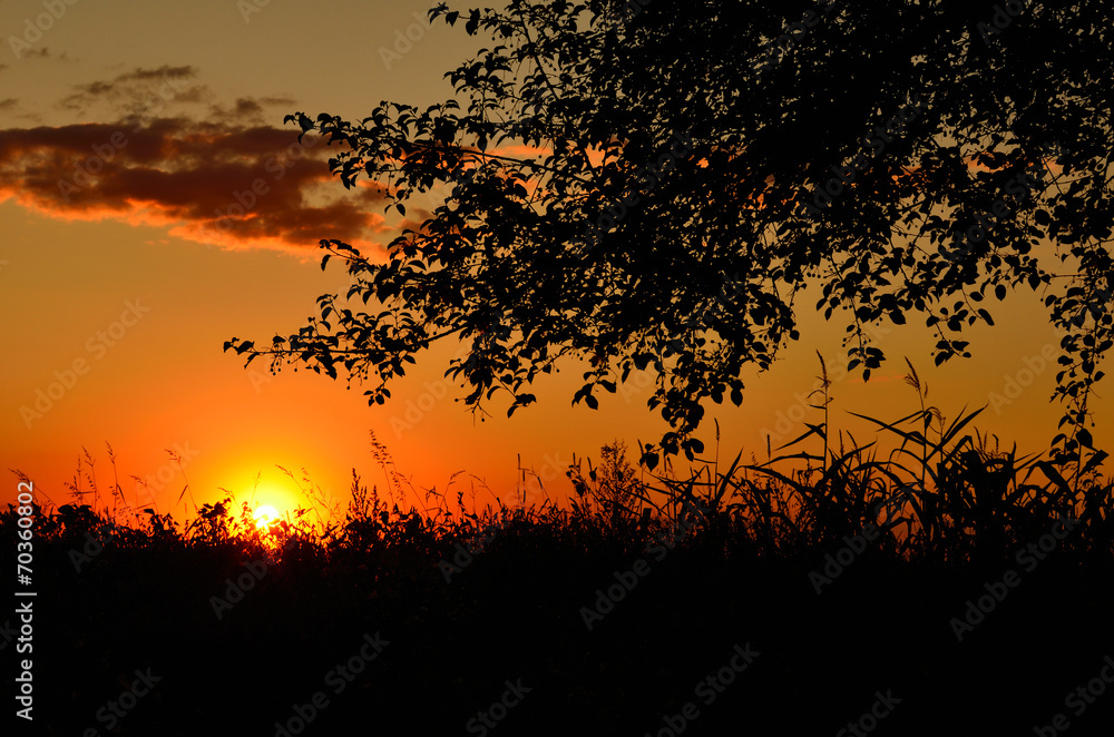 tree and grass silhouette